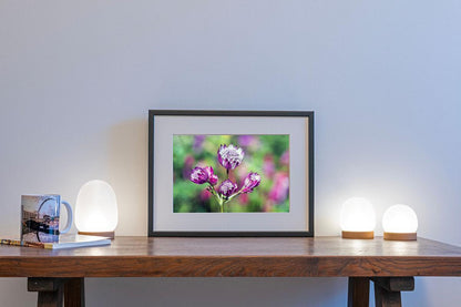 Pink Astrantia colour landscape in small frame on table