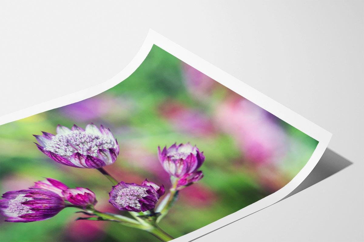 Pink Astrantia colour landscape print with border