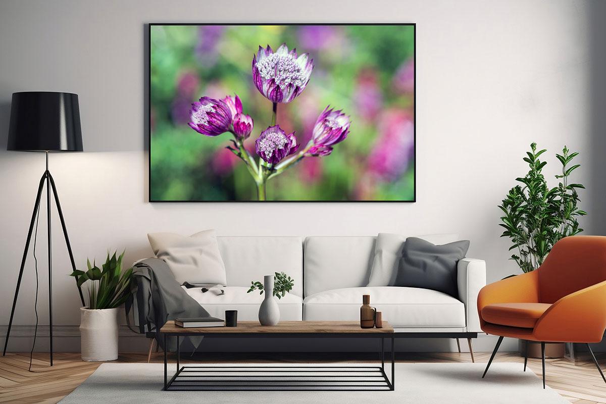 Pink Astrantia colour landscape wall art in living room in frame