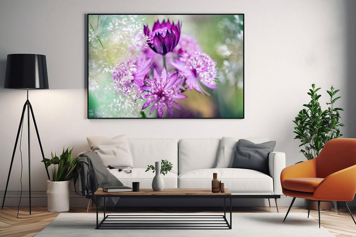 Pink Astrantia macro in black frame on living room wall