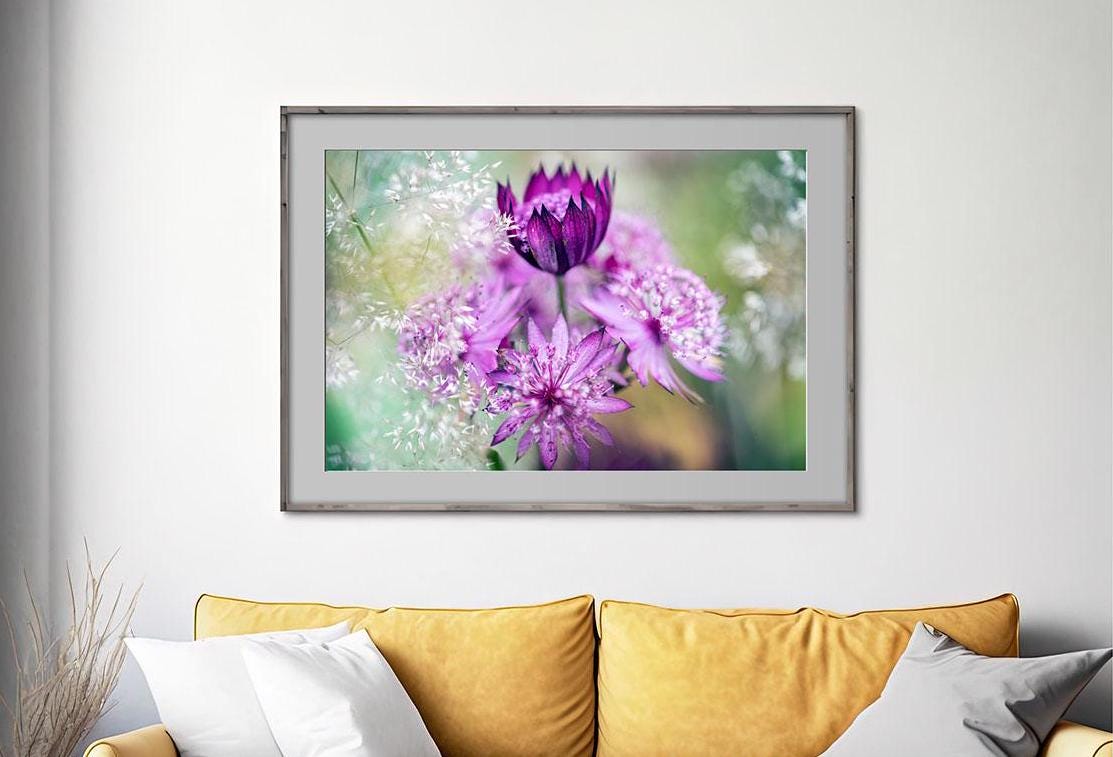 Pink Astrantia macro in frame on living room wall with yellow couch