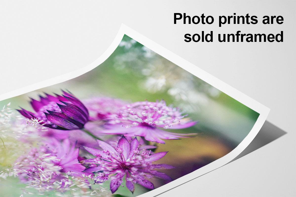 Pink Astrantia macro in print with border and text