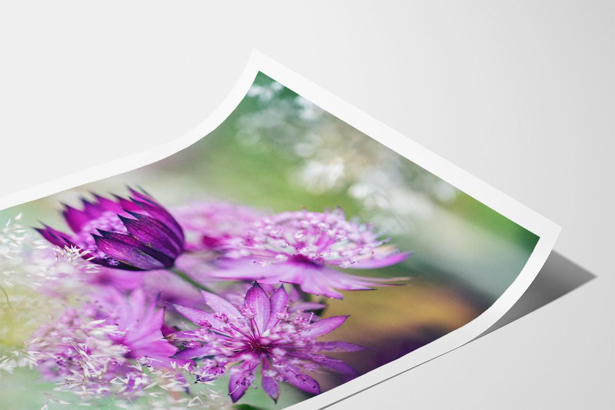 Pink Astrantia macro in print with border no text