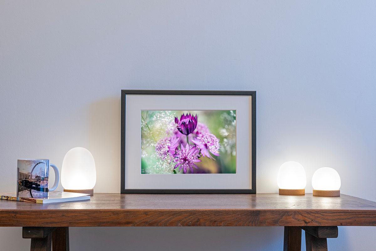 Pink Astrantia macro in small frame on table