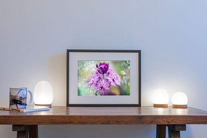 Pink Astrantia macro in small frame on table