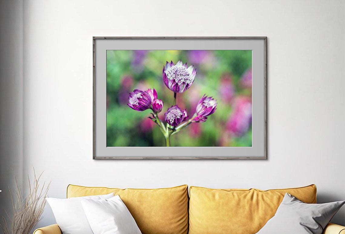 Pink Astrantia photo in frame on wall