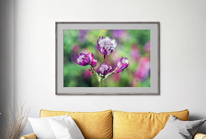 Pink Astrantia photo in frame on wall