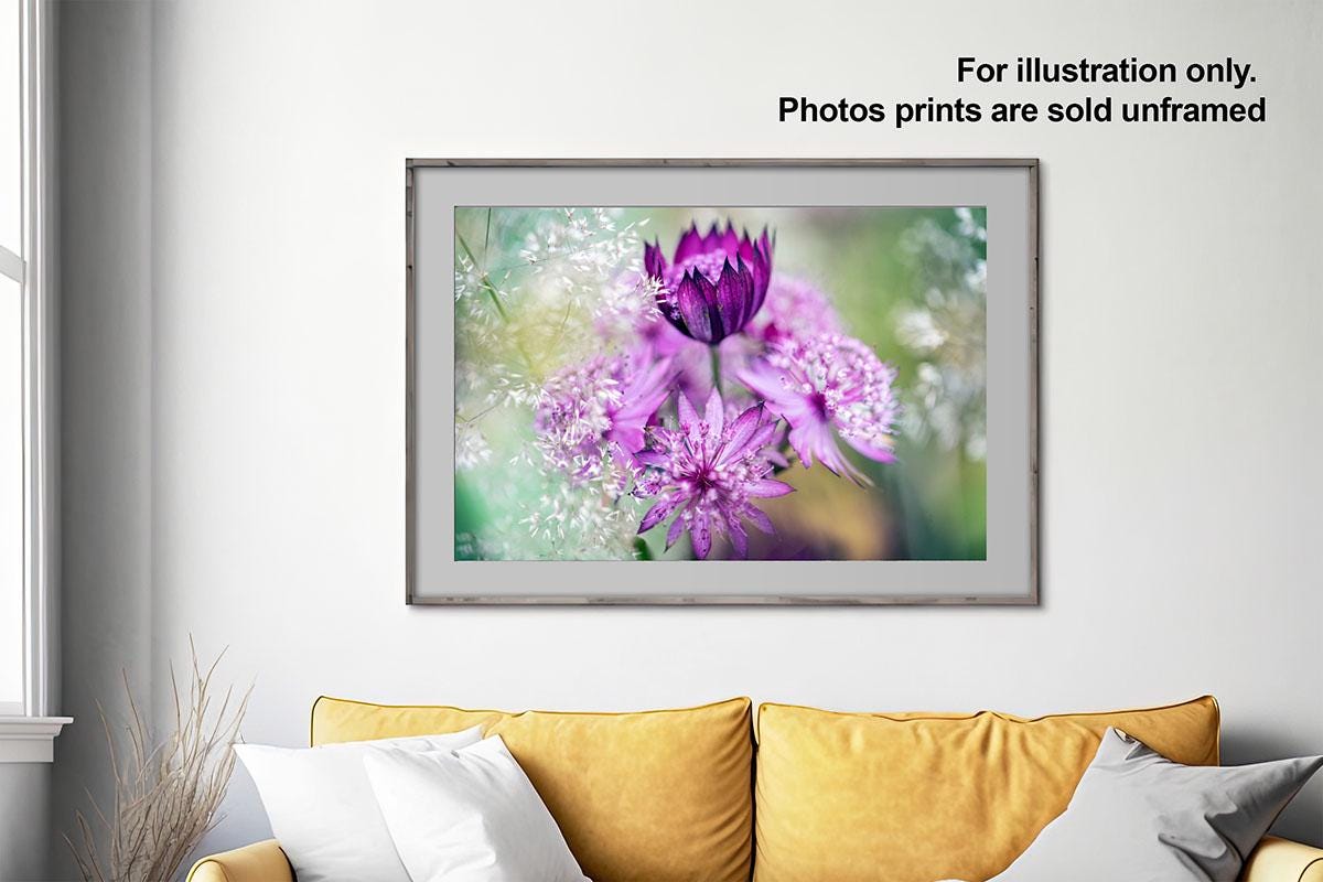 Pink Astrantia photo macro in frame on wall with text