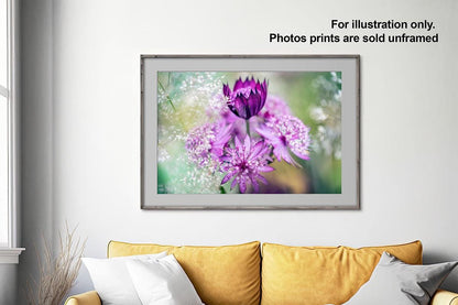 Pink Astrantia photo macro in frame on wall with text