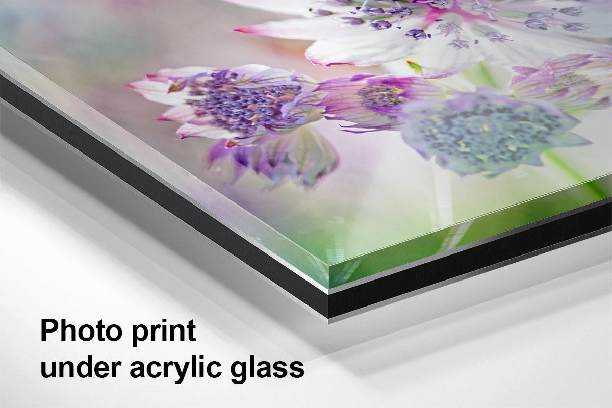 Pink and white Astrantia macro acrylic glass detail