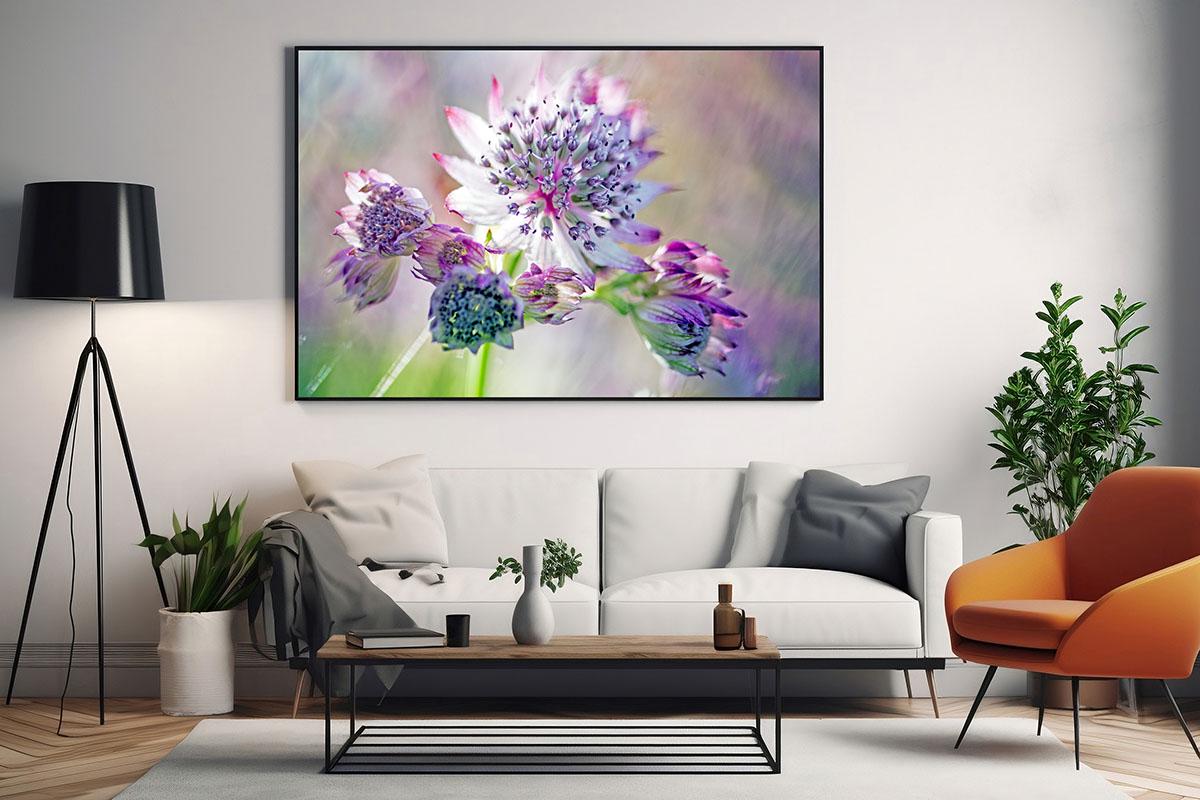 Pink and white Astrantia macro framed wall art living room