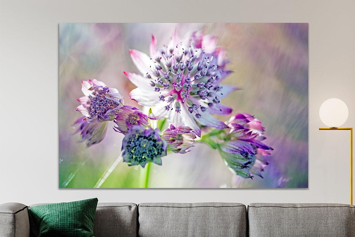 Pink and white Astrantia macro wall art living room