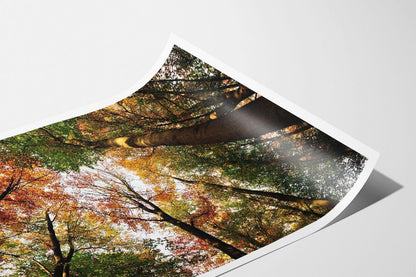 Pollok Park Autumn Trees Print with border