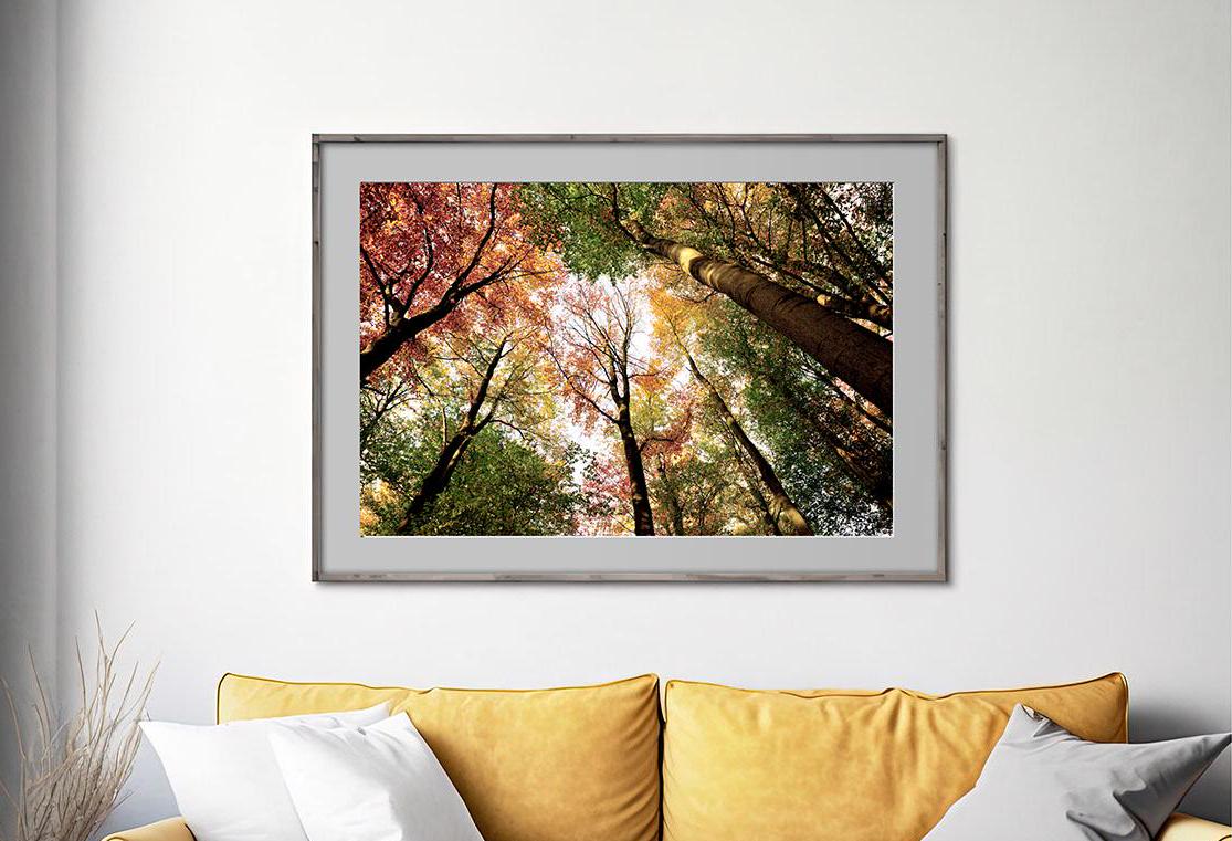 Pollok Park Autumn Trees Print with border - delete for high res