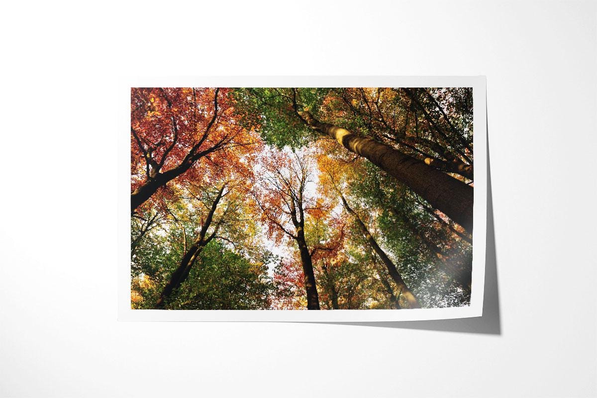 Pollok Park Autumn Trees Print with border
