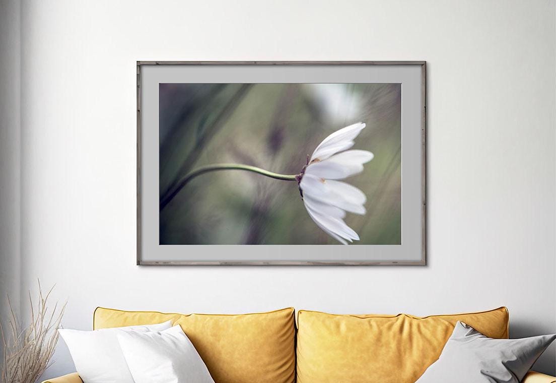 daisy blowing in wind photo print in living room cropped