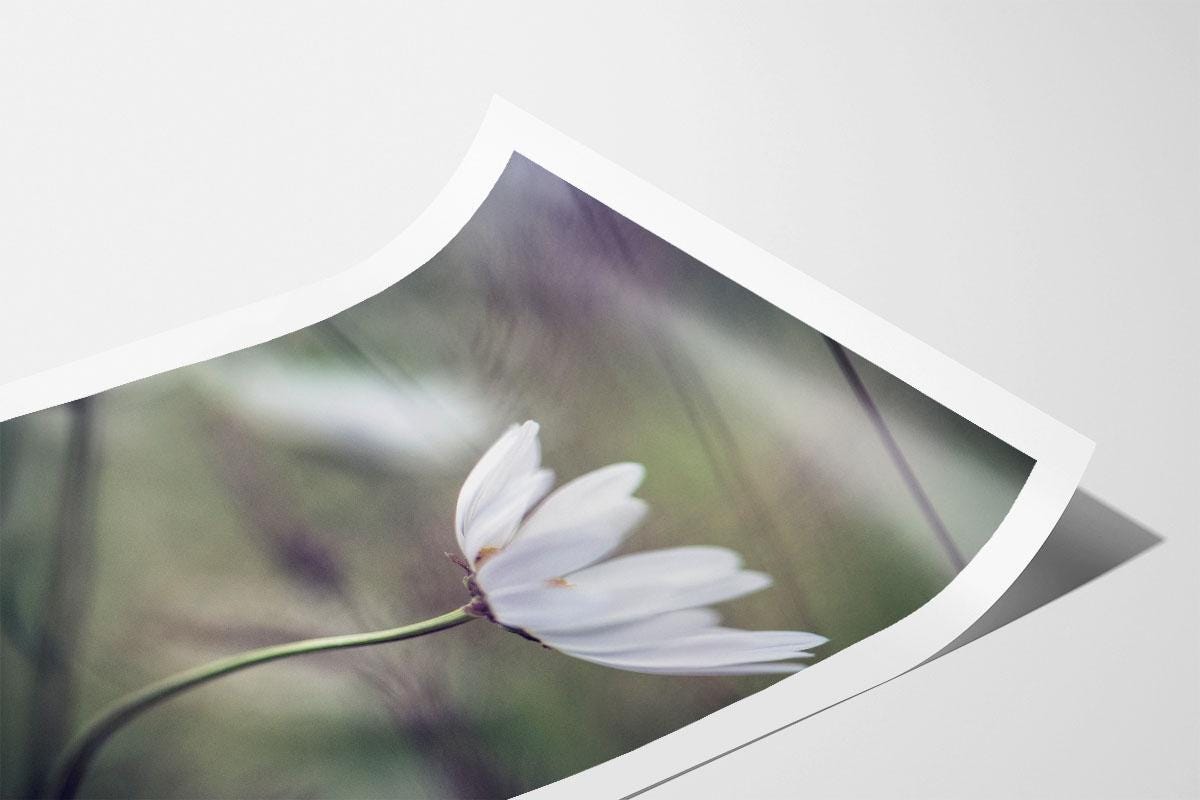 daisy blowing in wind photo print with border